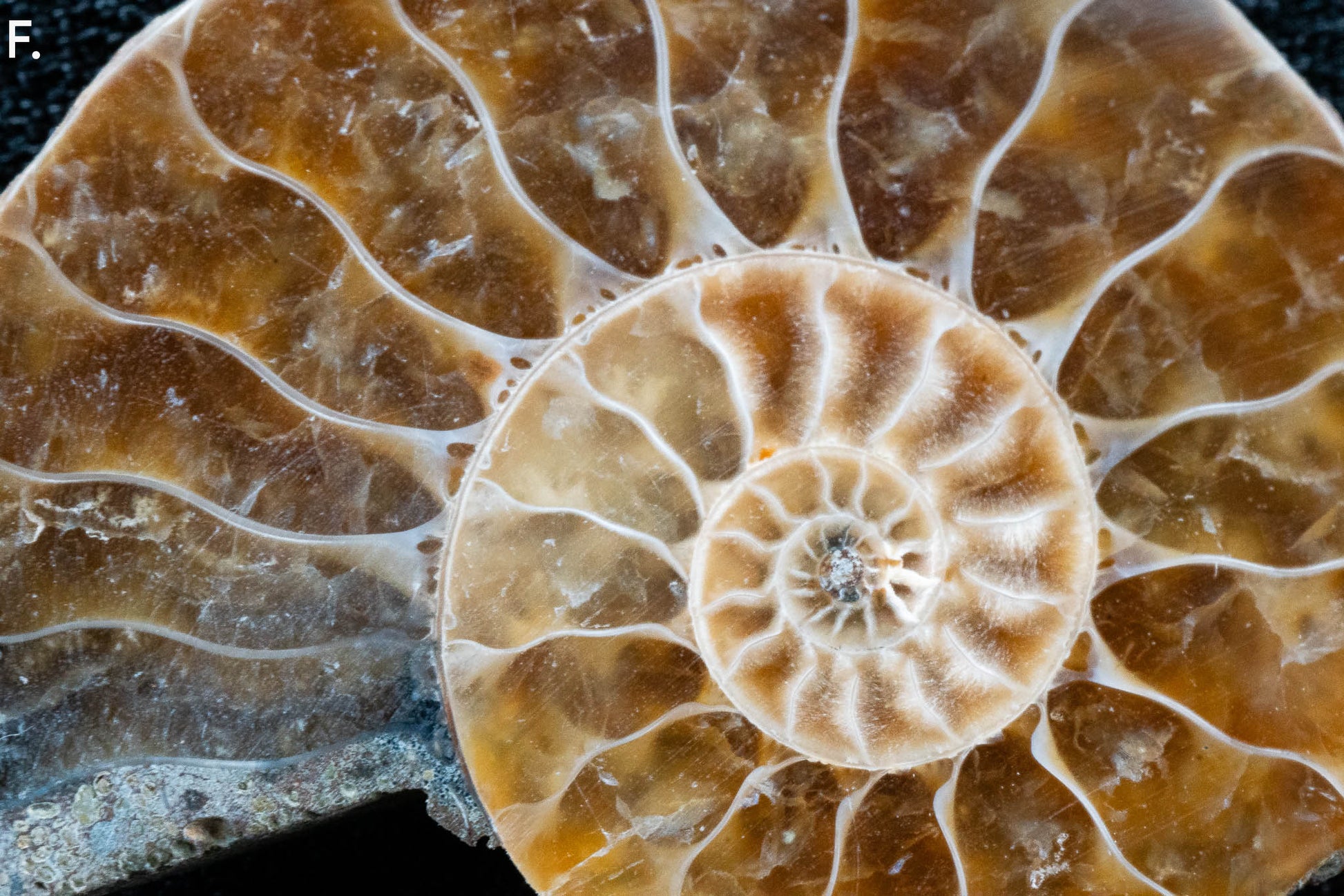 Ammonite Pair - Madagascar - Small