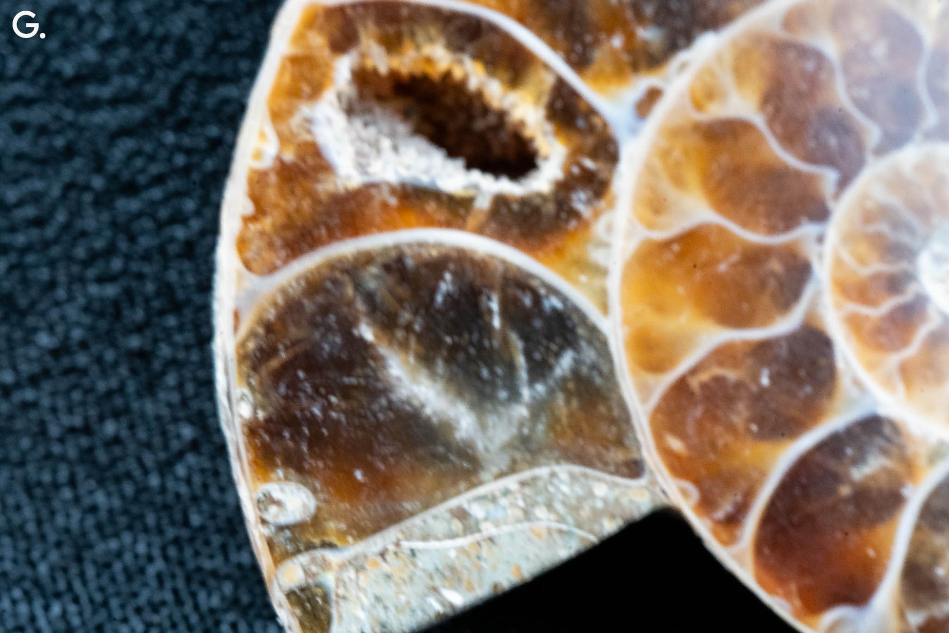 Ammonite Pair - Madagascar - Small