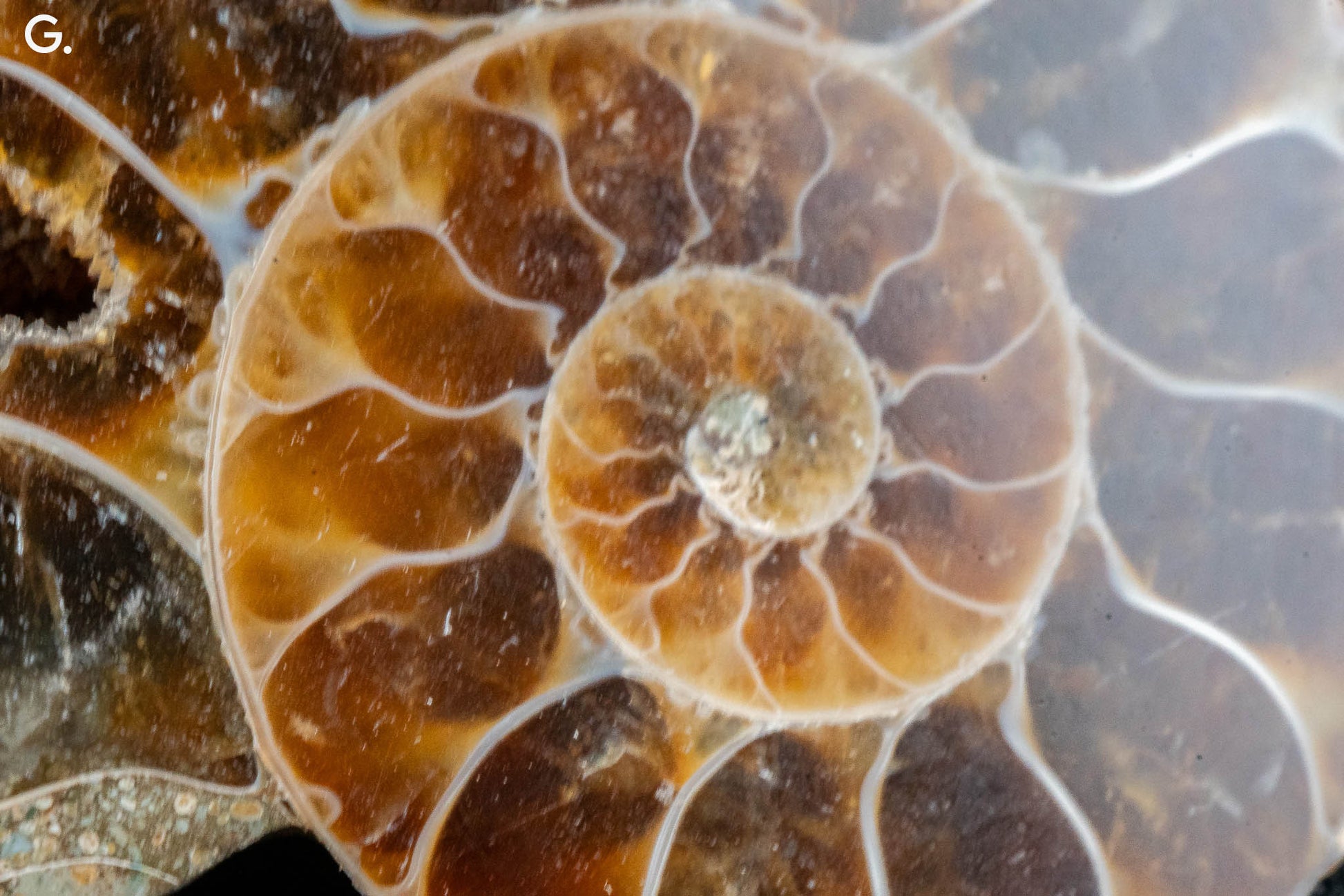 Ammonite Pair - Madagascar - Small