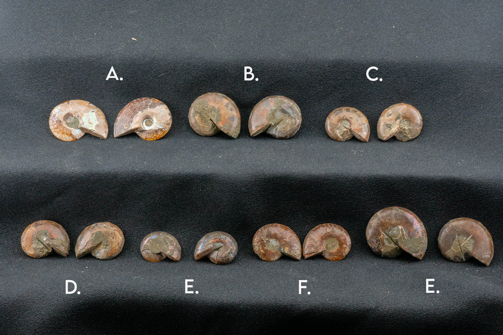 Ammonite Pair - Madagascar - Small