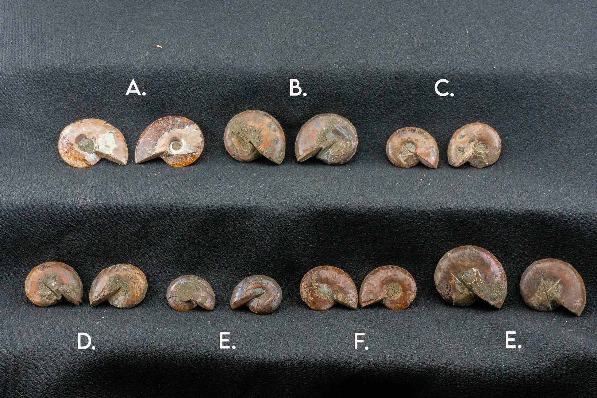 Ammonite Pair - Madagascar - Small