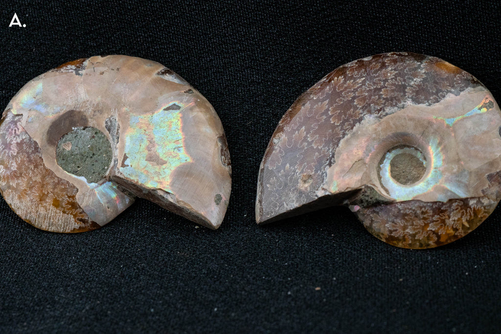 Ammonite Pair - Madagascar - Small