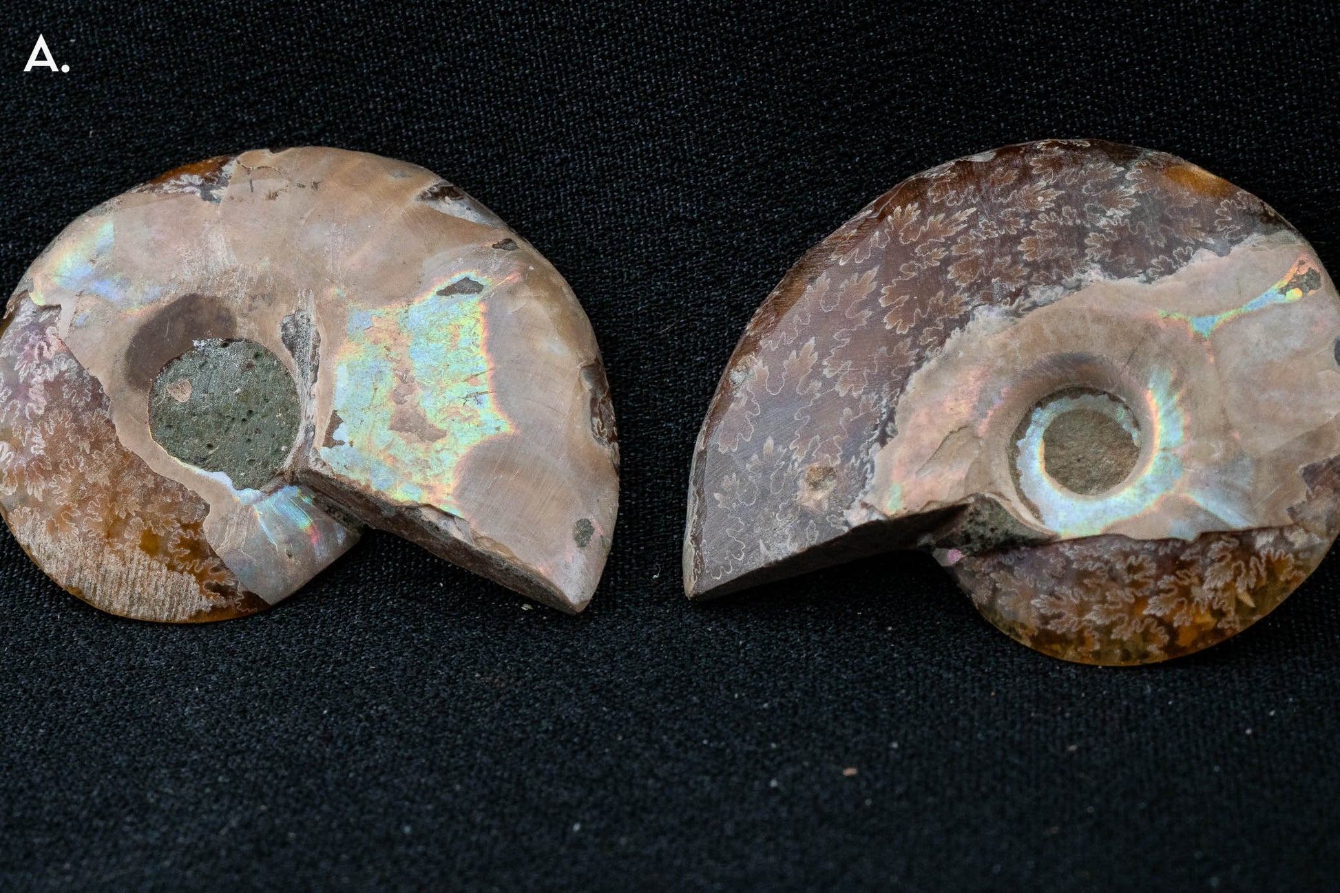 Ammonite Pair - Madagascar - Small