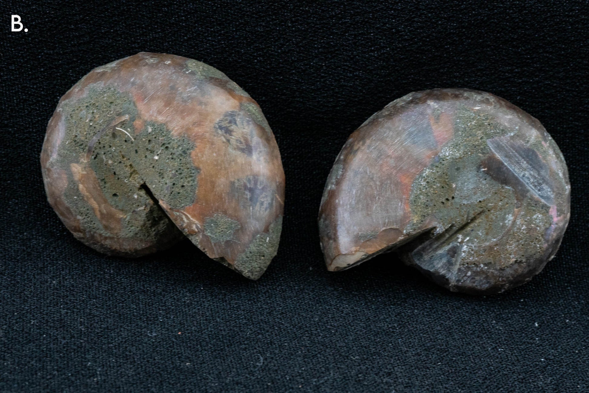 Ammonite Pair - Madagascar - Small