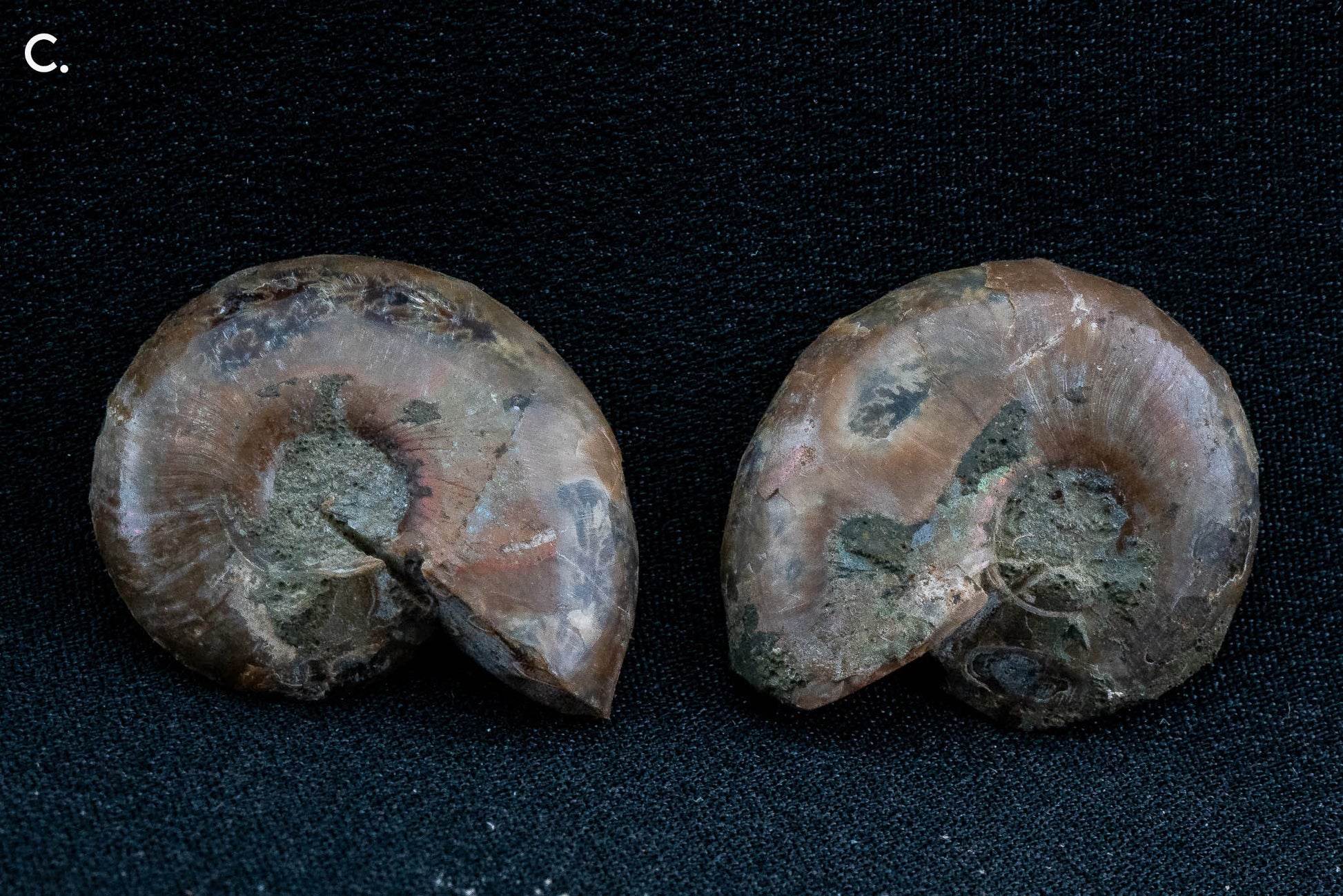 Ammonite Pair - Madagascar - Small
