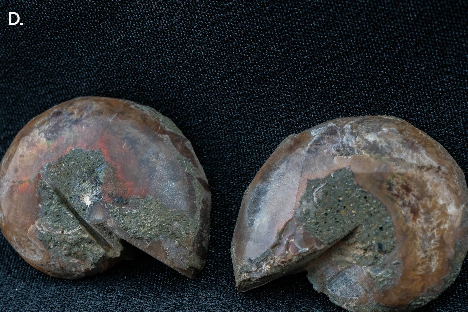 Ammonite Pair - Madagascar - Small