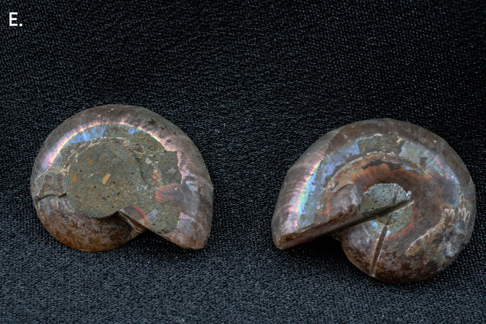 Ammonite Pair - Madagascar - Small