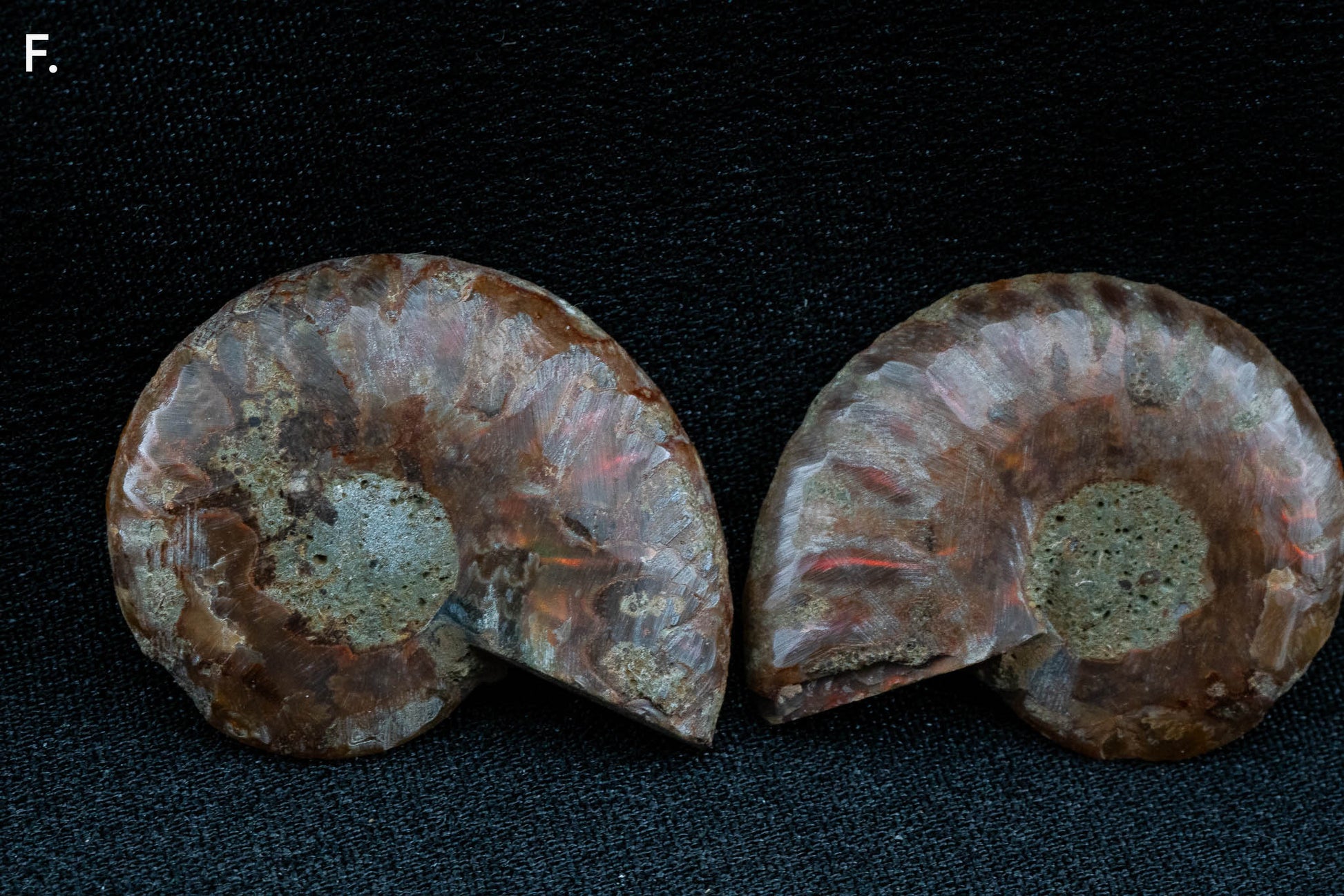 Ammonite Pair - Madagascar - Small