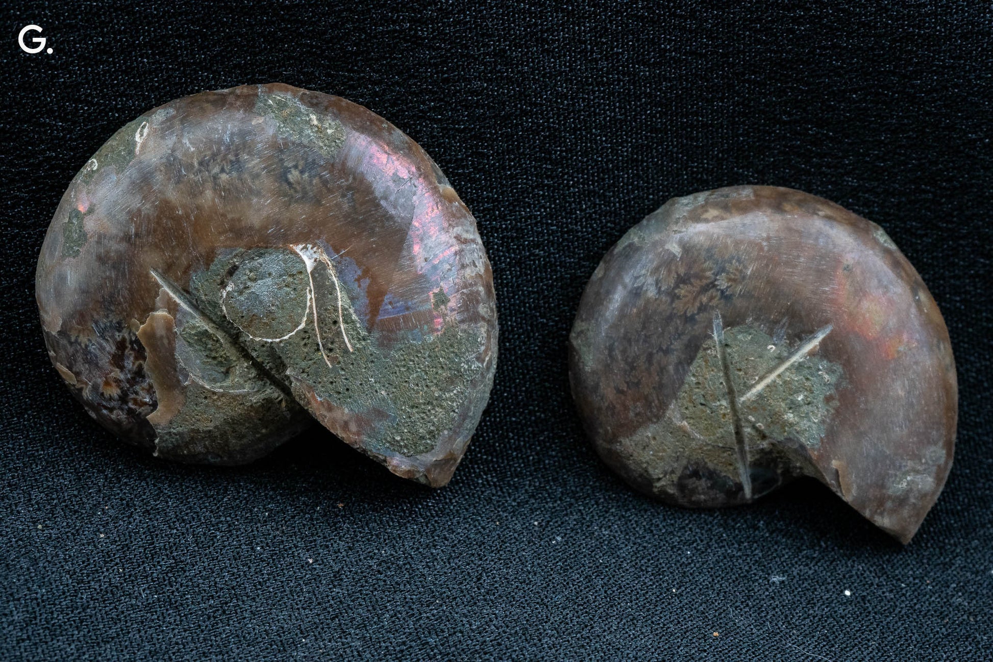 Ammonite Pair - Madagascar - Small