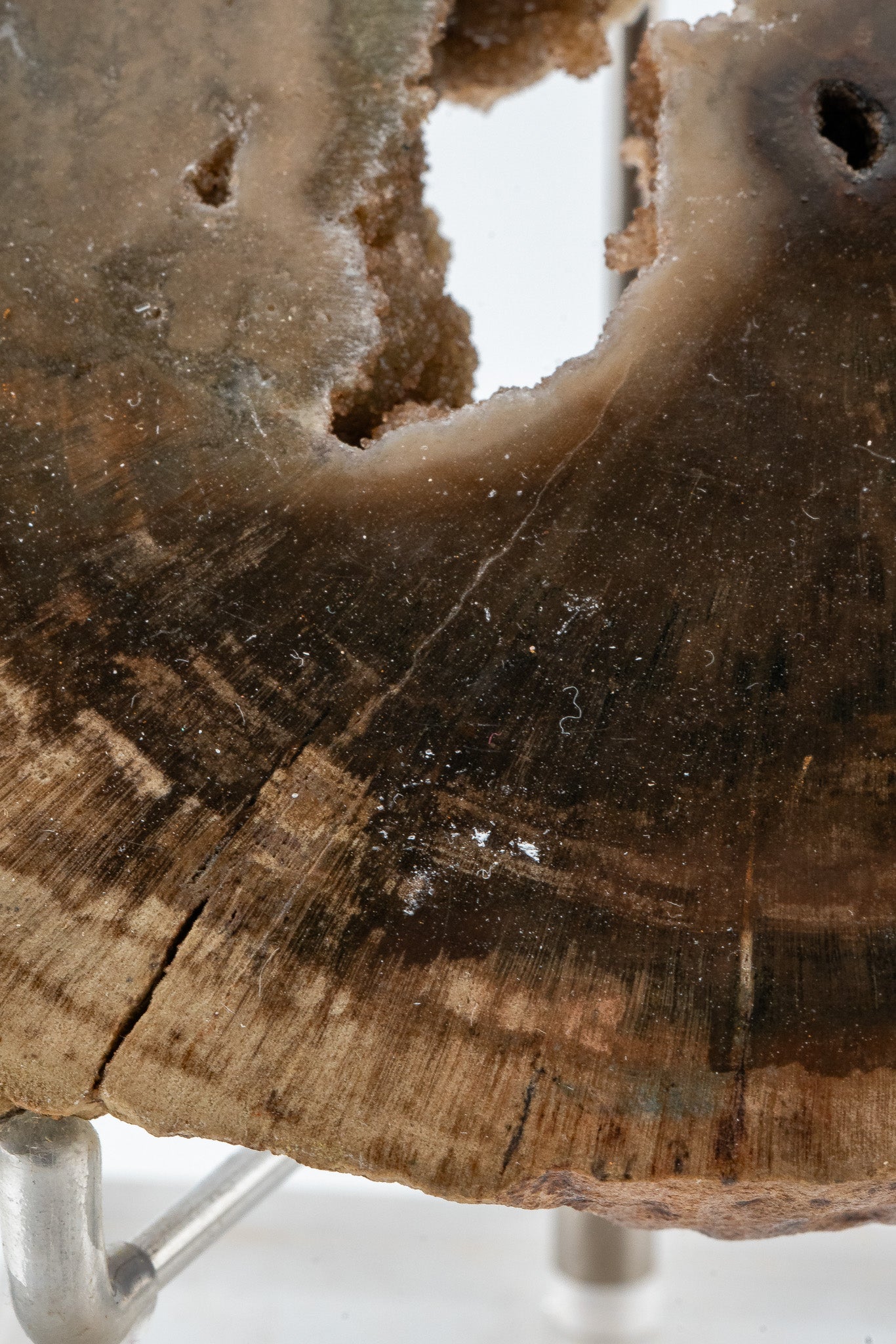 Petrified Wood Slice - Gokwe, Midlands, Zimbabwe
