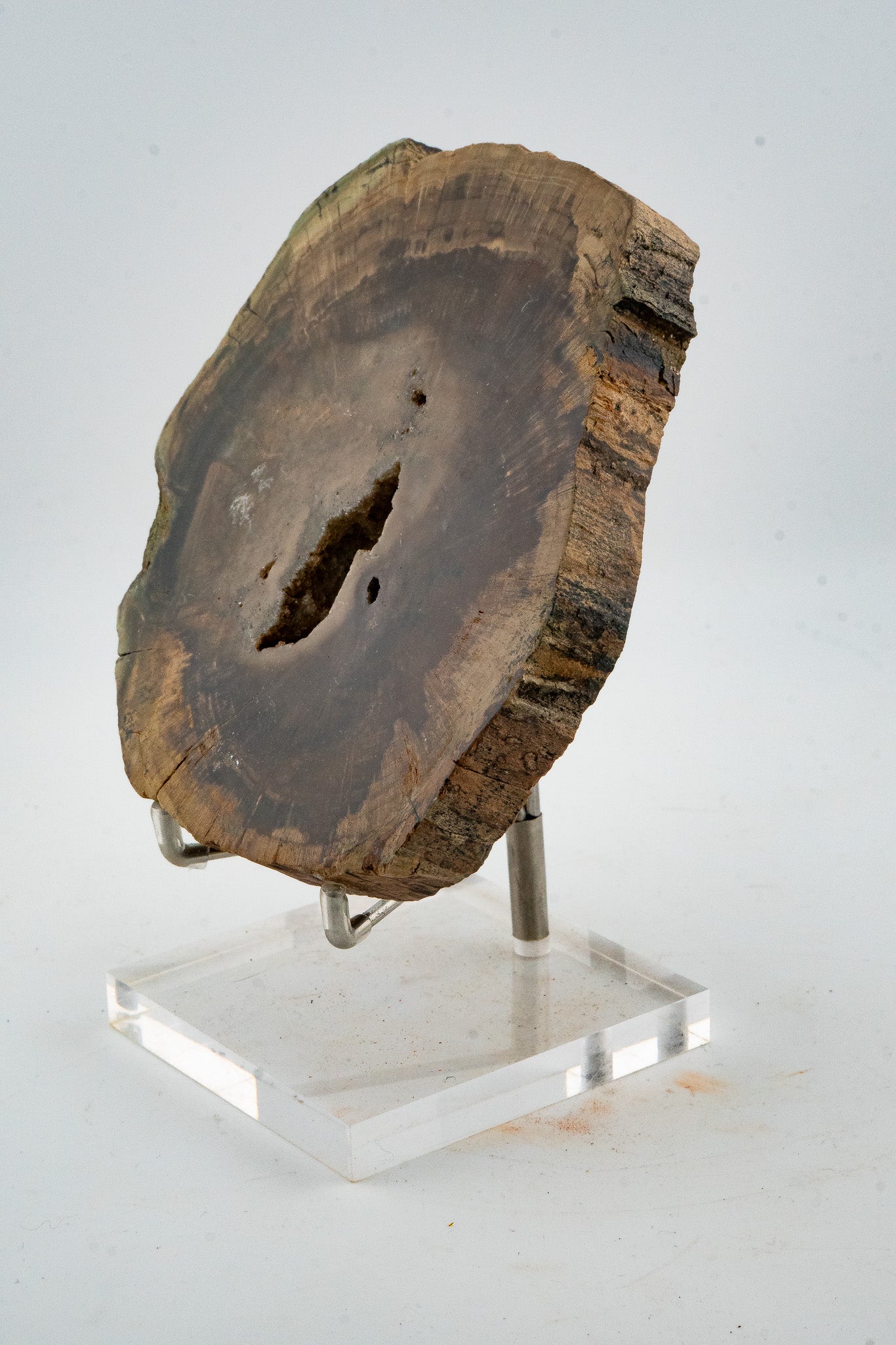 Petrified Wood Slice - Gokwe, Midlands, Zimbabwe