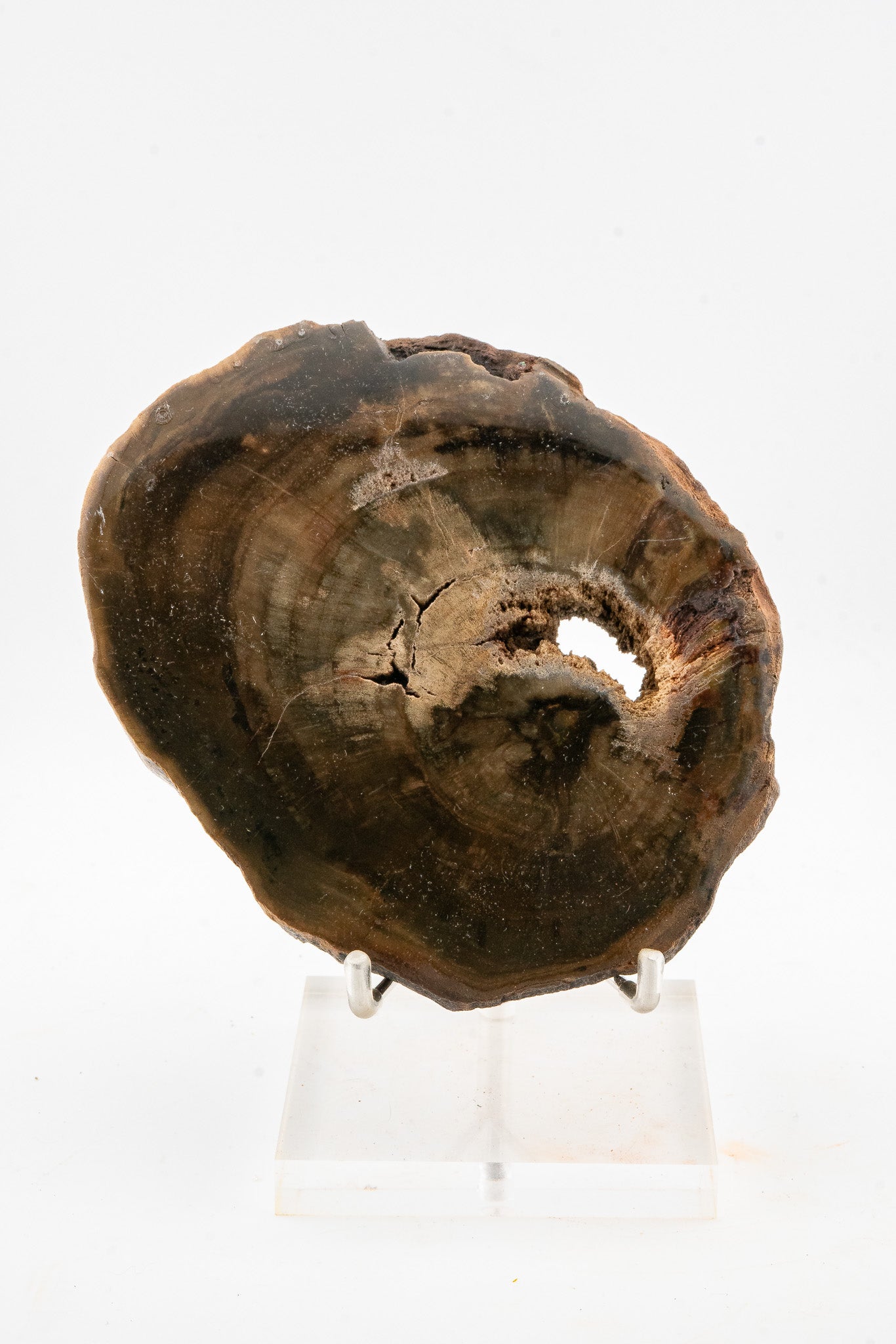 Petrified Wood Slice - Gokwe, Midlands, Zimbabwe