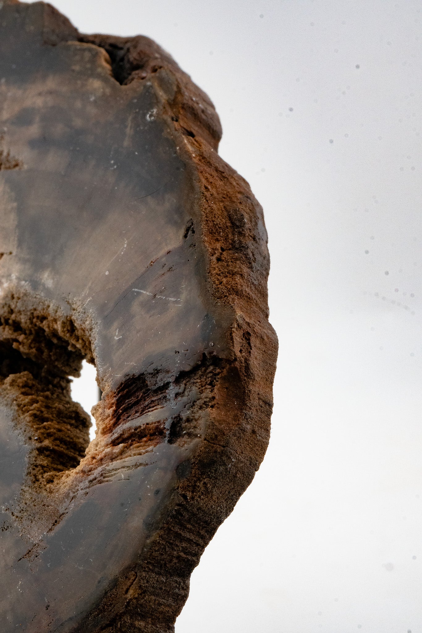 Petrified Wood Slice - Gokwe, Midlands, Zimbabwe