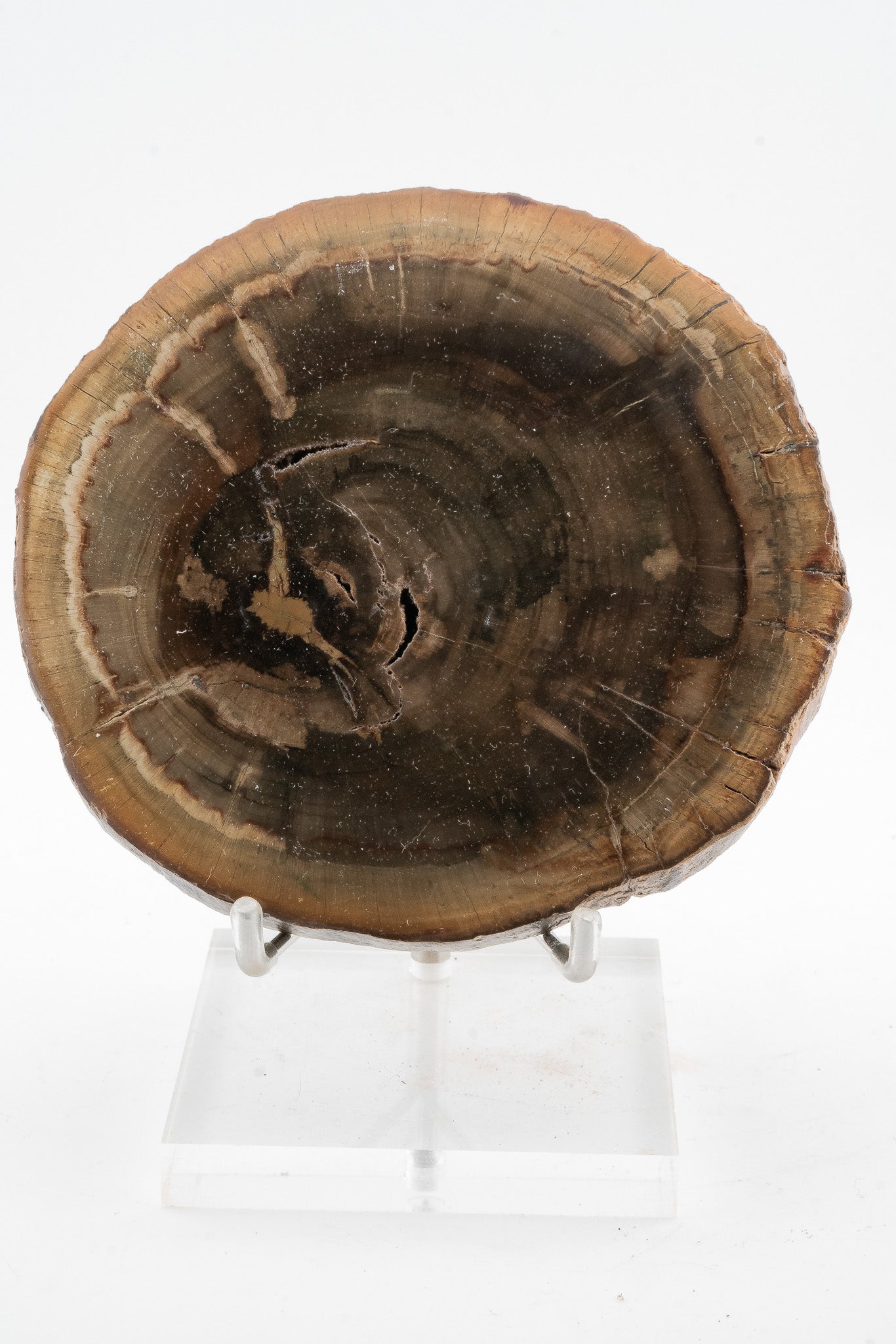 Petrified Wood Slice - Gokwe, Midlands, Zimbabwe
