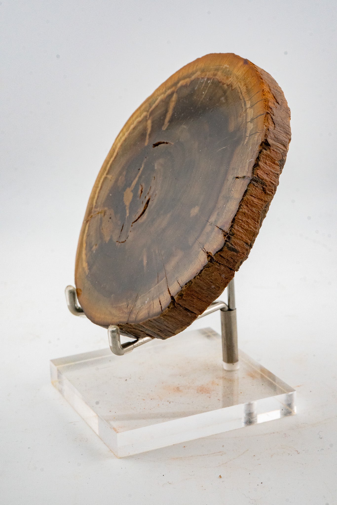 Petrified Wood Slice - Gokwe, Midlands, Zimbabwe