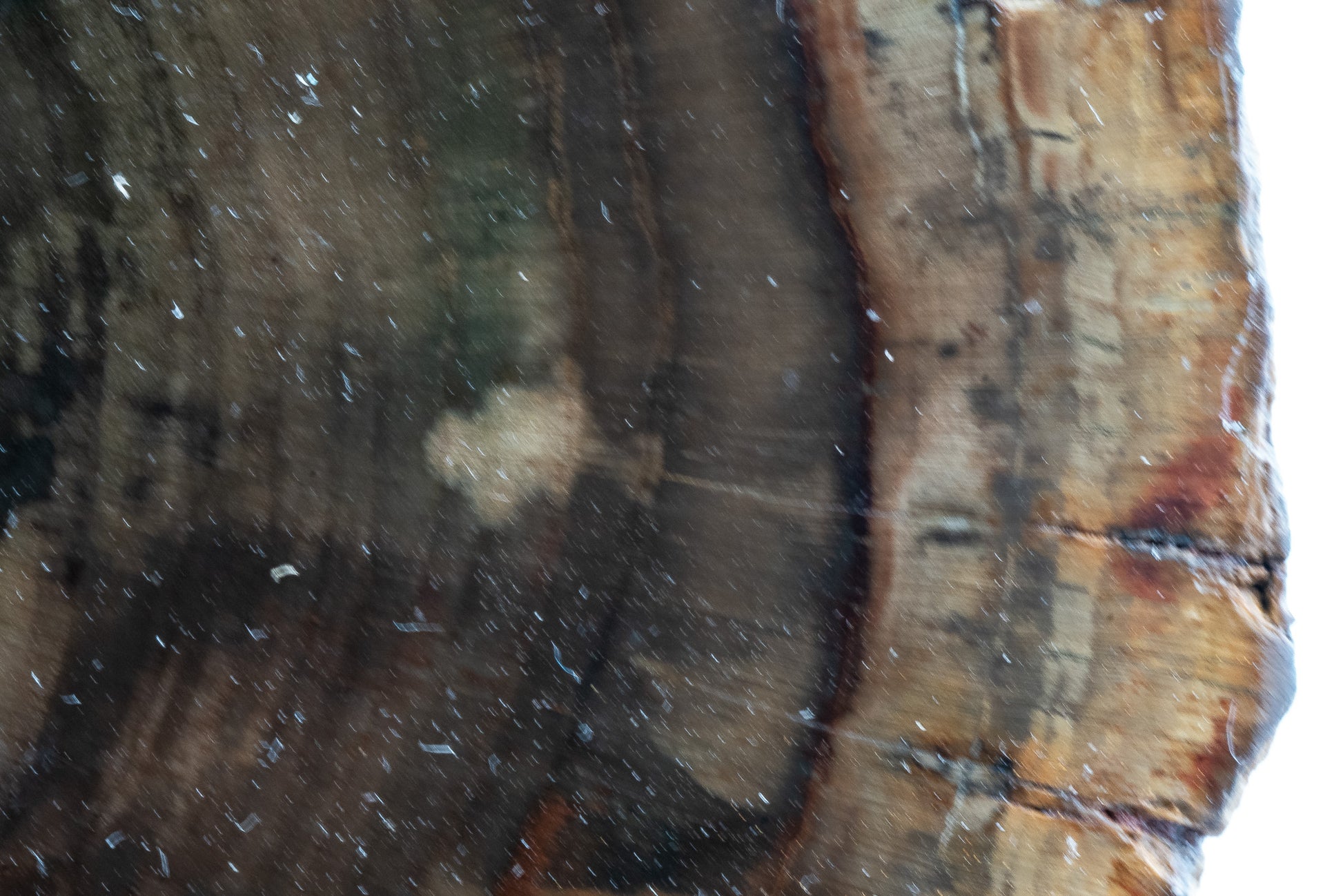 Petrified Wood Slice - Gokwe, Midlands, Zimbabwe