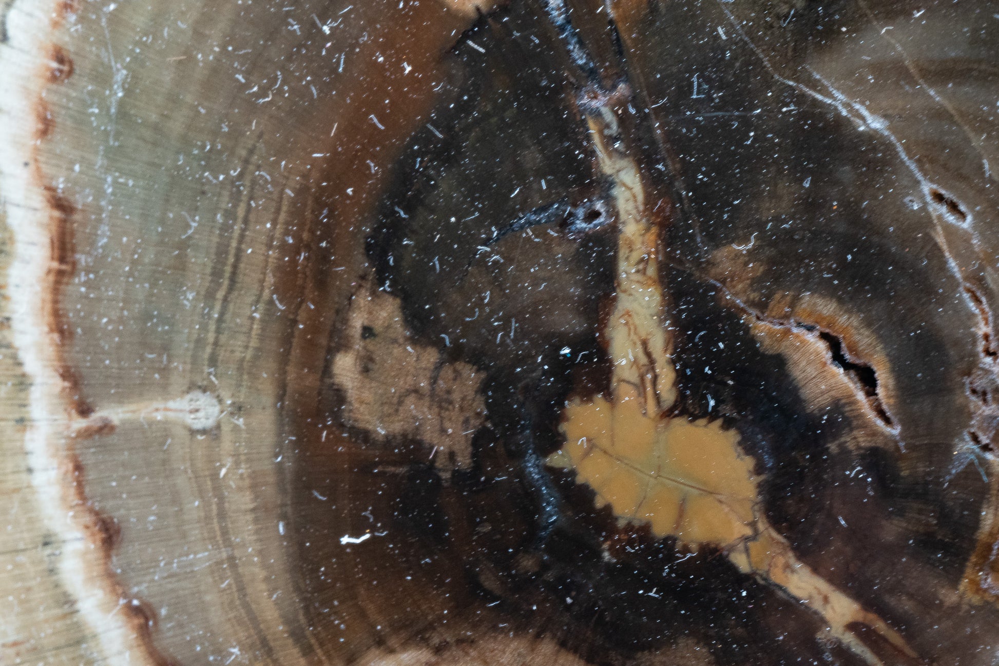 Petrified Wood Slice - Gokwe, Midlands, Zimbabwe