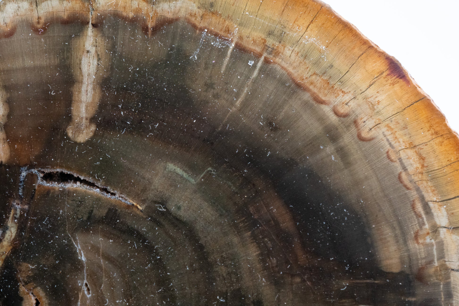 Petrified Wood Slice - Gokwe, Midlands, Zimbabwe