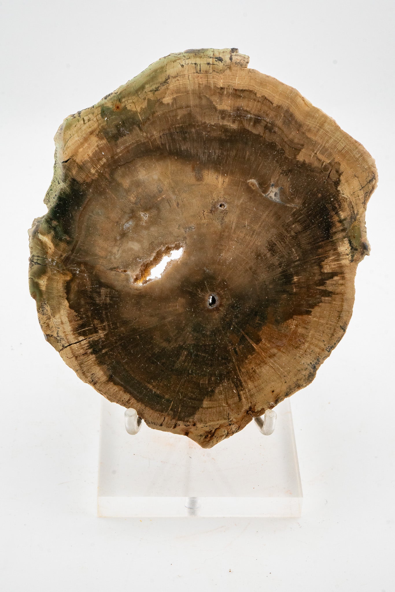 Petrified Wood Slice - Gokwe, Midlands, Zimbabwe