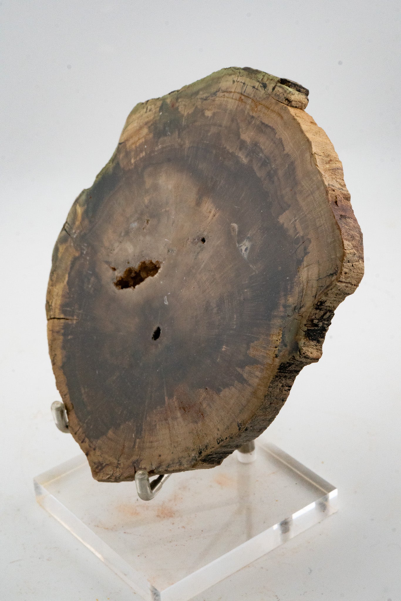 Petrified Wood Slice - Gokwe, Midlands, Zimbabwe