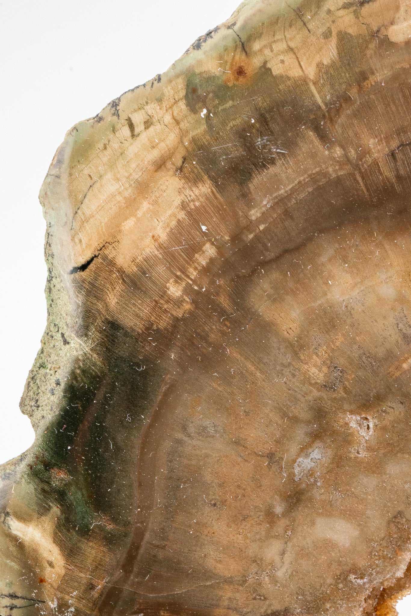 Petrified Wood Slice - Gokwe, Midlands, Zimbabwe