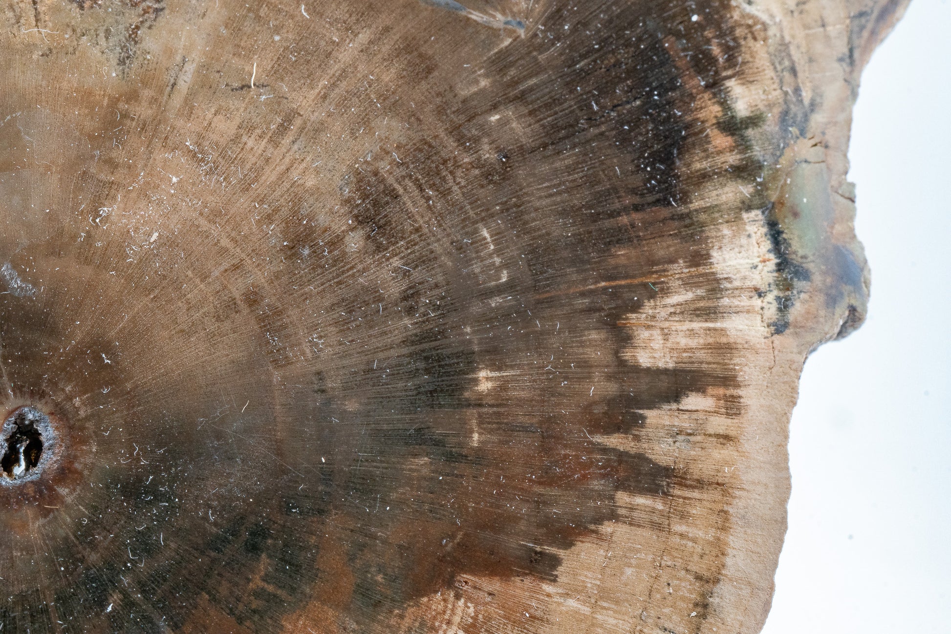 Petrified Wood Slice - Gokwe, Midlands, Zimbabwe