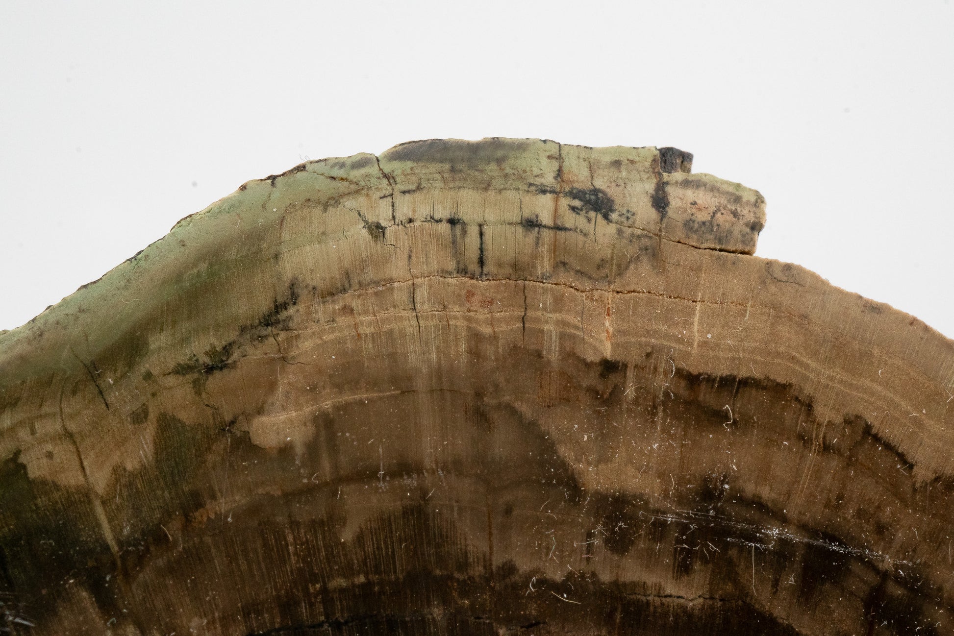 Petrified Wood Slice - Gokwe, Midlands, Zimbabwe