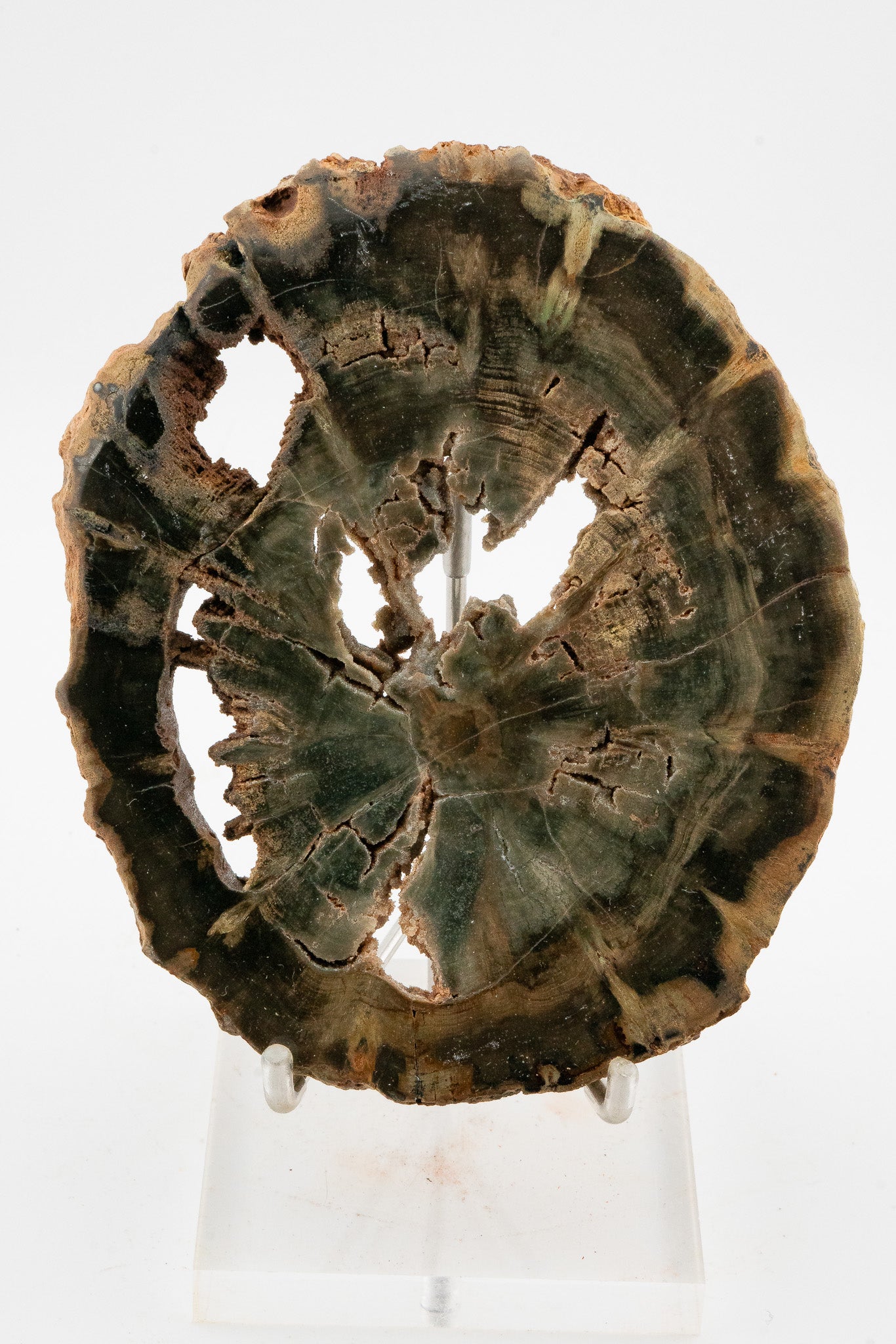 Petrified Wood Slice - Gokwe, Midlands, Zimbabwe