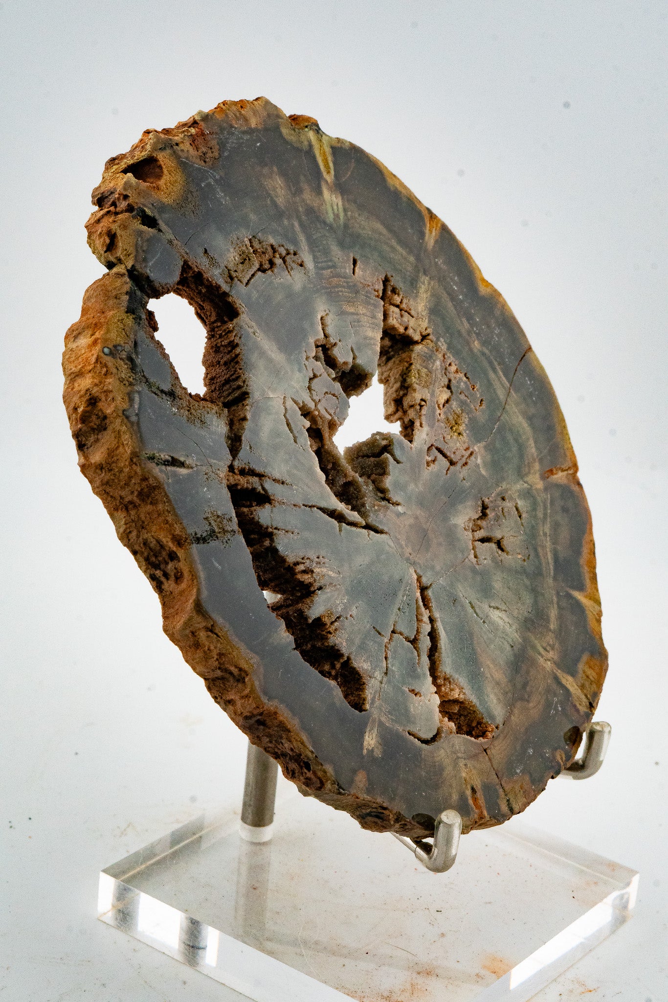 Petrified Wood Slice - Gokwe, Midlands, Zimbabwe