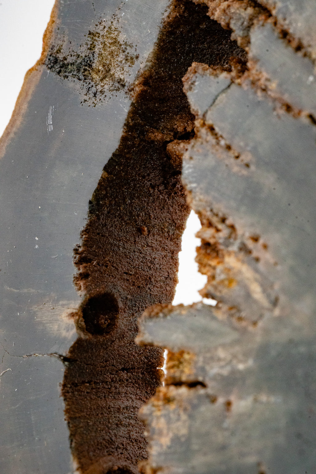 Petrified Wood Slice - Gokwe, Midlands, Zimbabwe