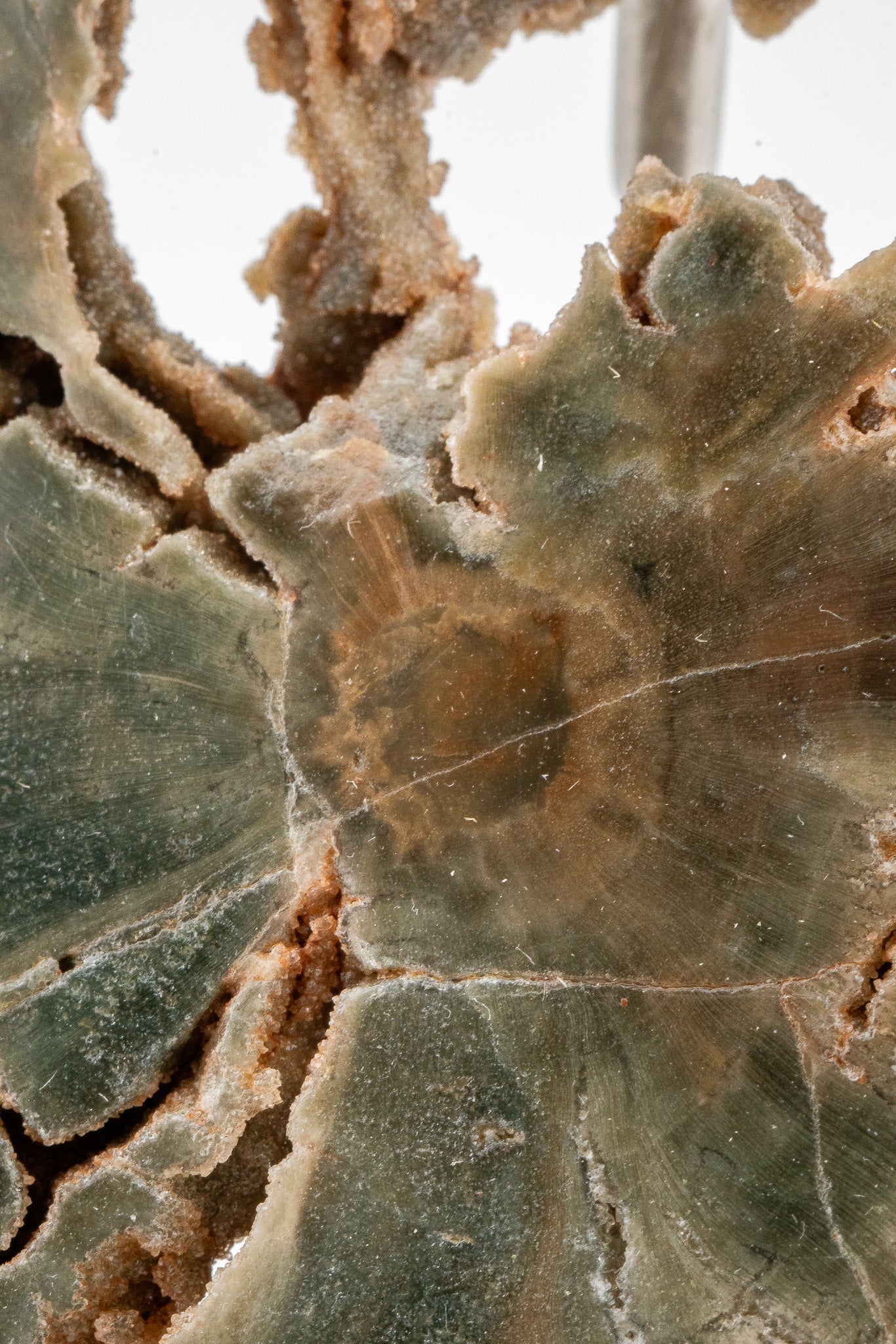 Petrified Wood Slice - Gokwe, Midlands, Zimbabwe