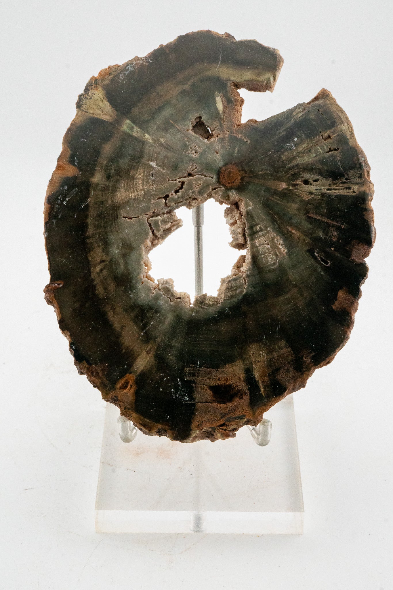 Petrified Wood Slice - Gokwe, Midlands, Zimbabwe