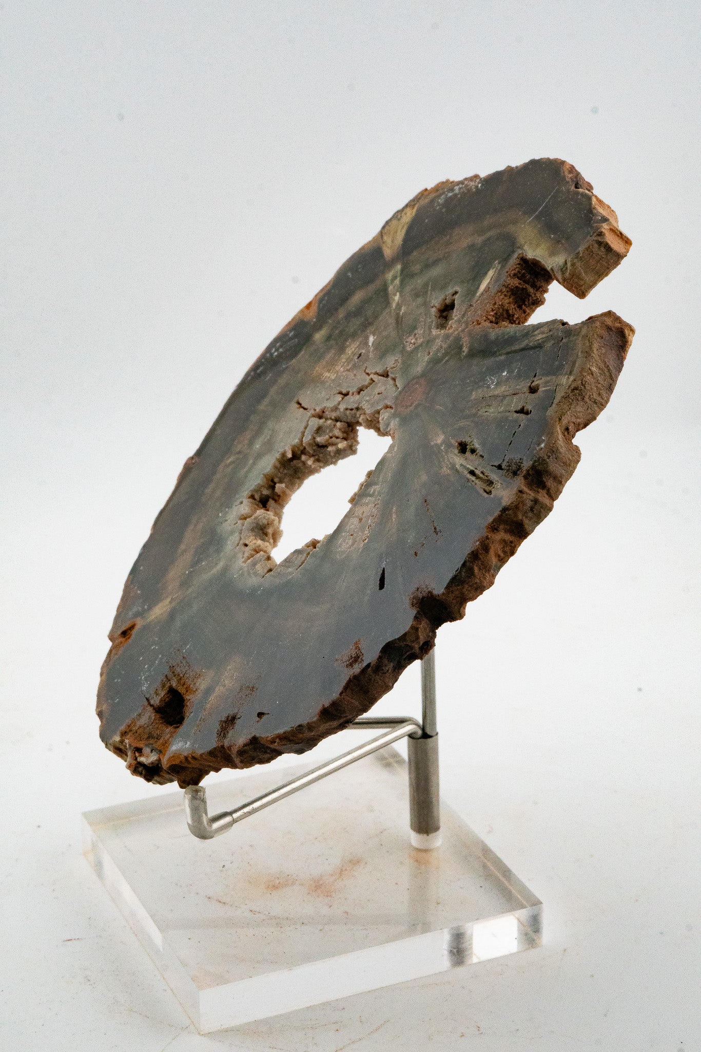 Petrified Wood Slice - Gokwe, Midlands, Zimbabwe