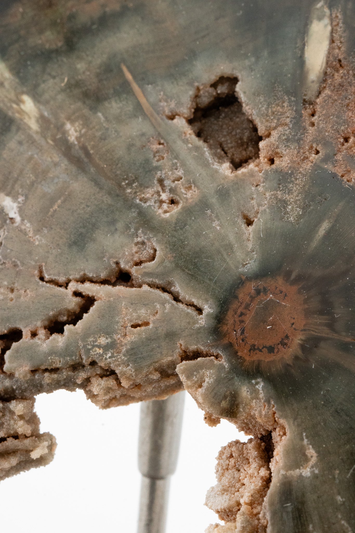 Petrified Wood Slice - Gokwe, Midlands, Zimbabwe