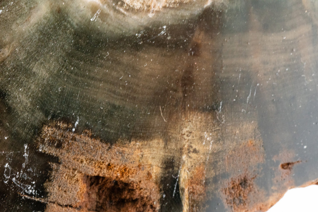 Petrified Wood Slice - Gokwe, Midlands, Zimbabwe