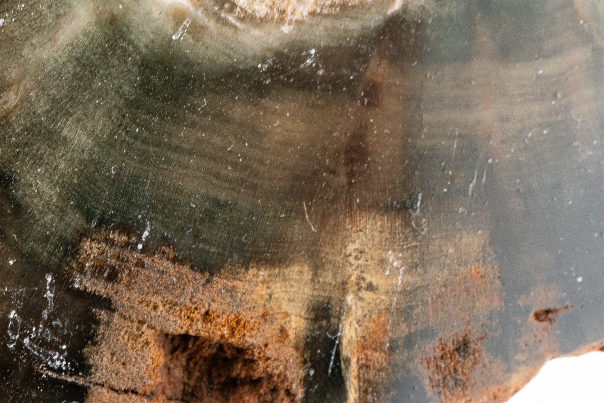 Petrified Wood Slice - Gokwe, Midlands, Zimbabwe