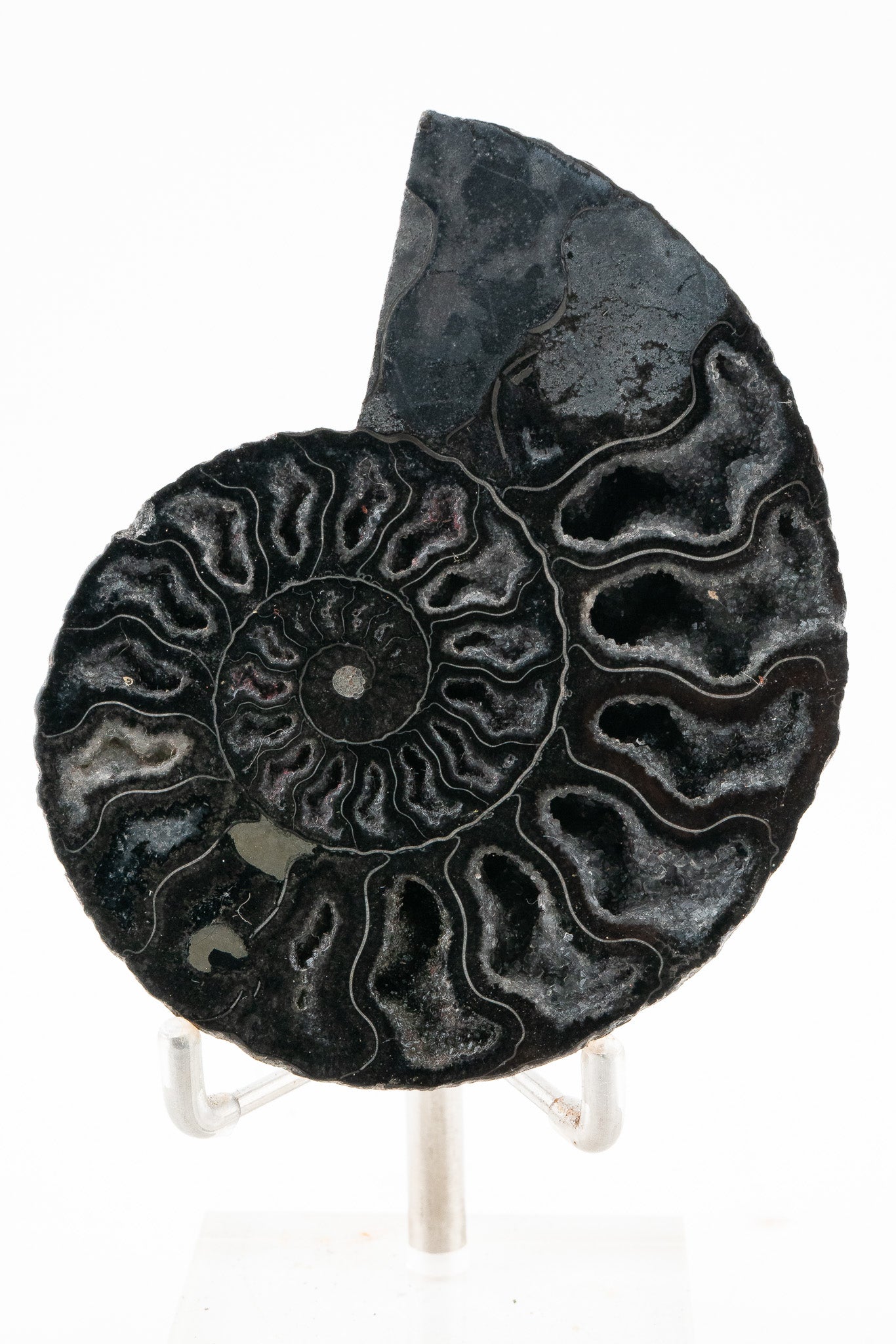Black Ammonite Slice - Madagascar