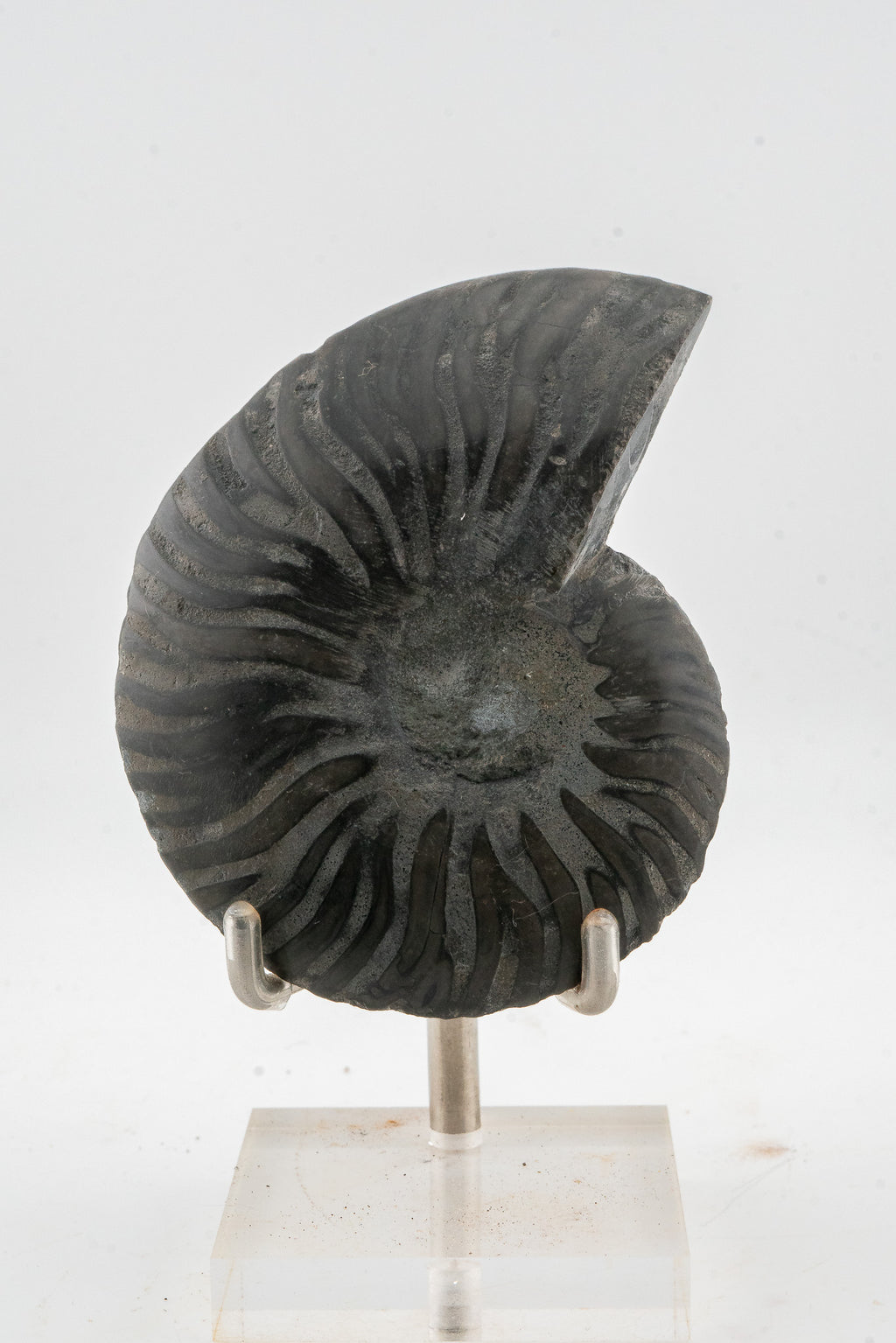 Black Ammonite Slice - Madagascar