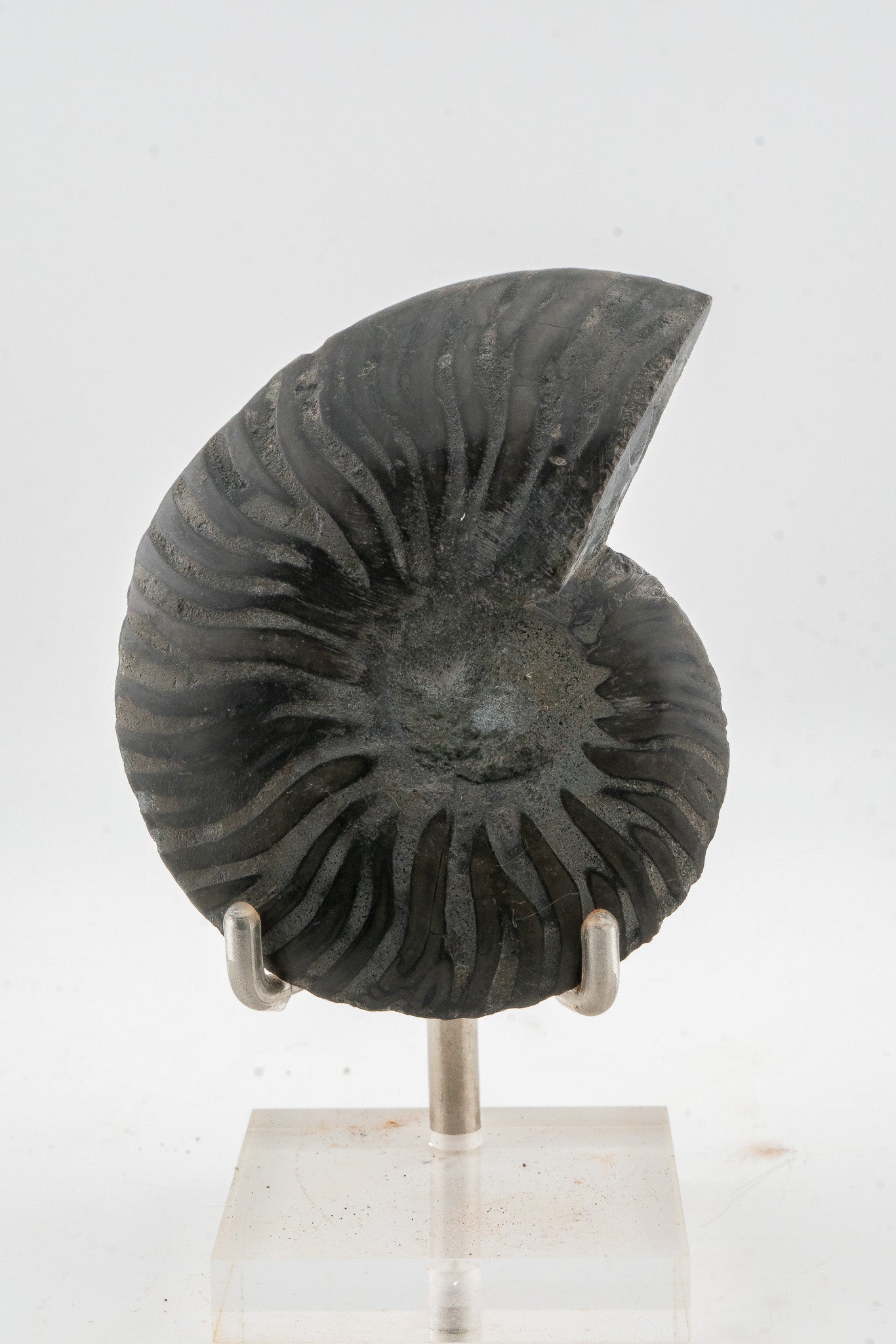 Black Ammonite Slice - Madagascar