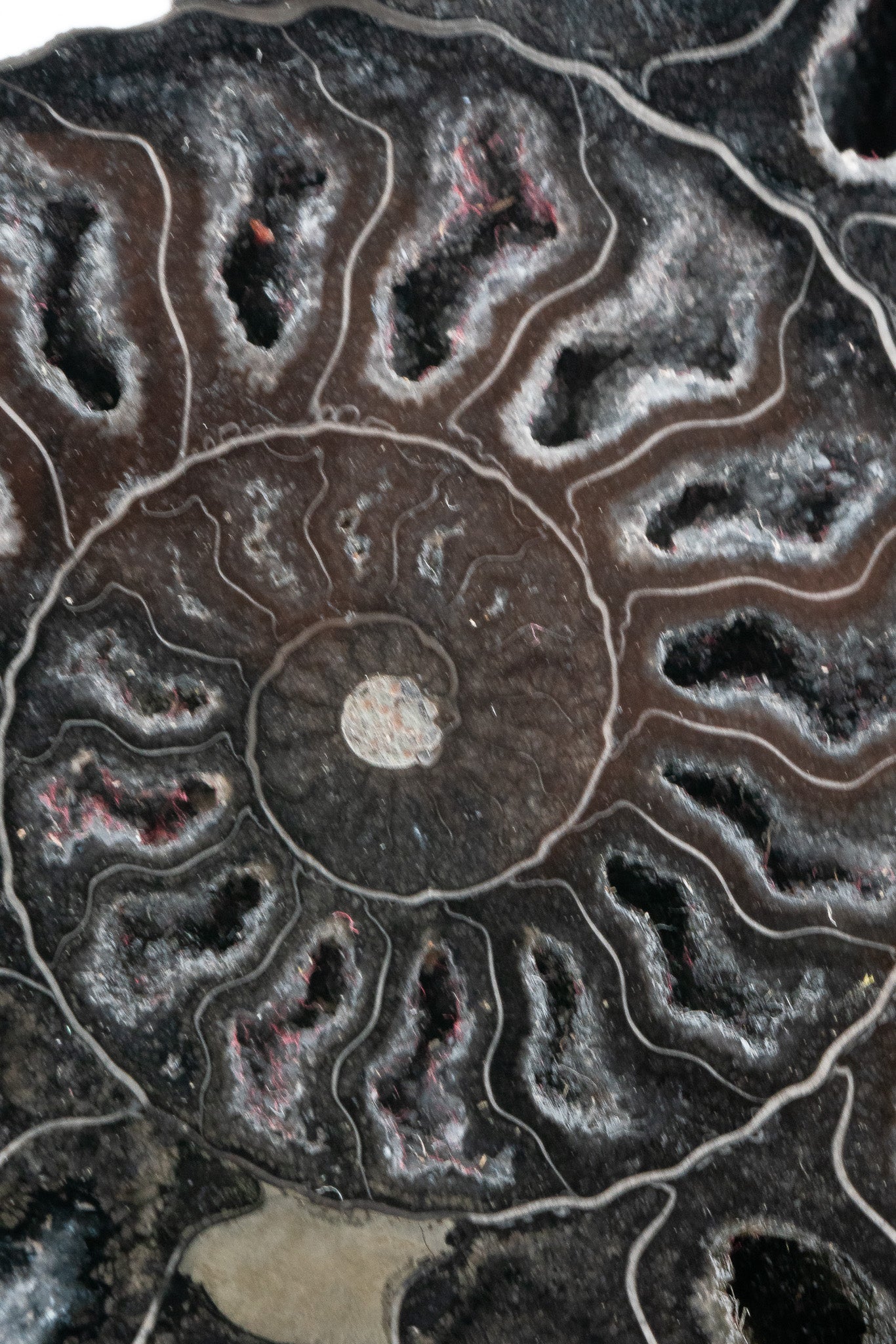 Black Ammonite Slice - Madagascar