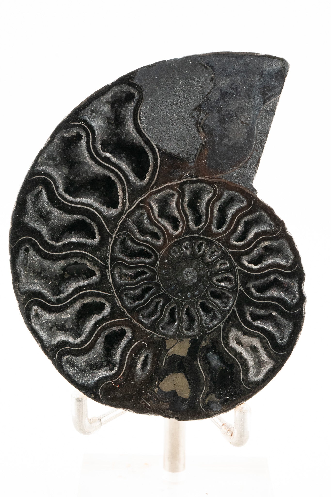 Black Ammonite Slice - Madagascar