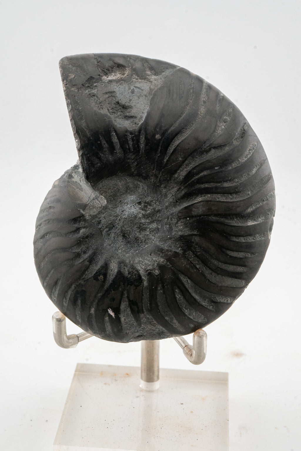 Black Ammonite Slice - Madagascar