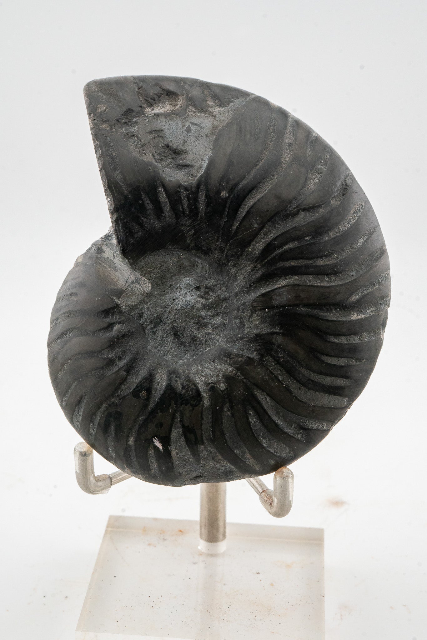 Black Ammonite Slice - Madagascar