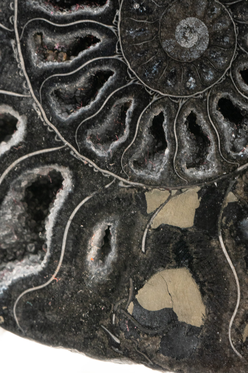 Black Ammonite Slice - Madagascar