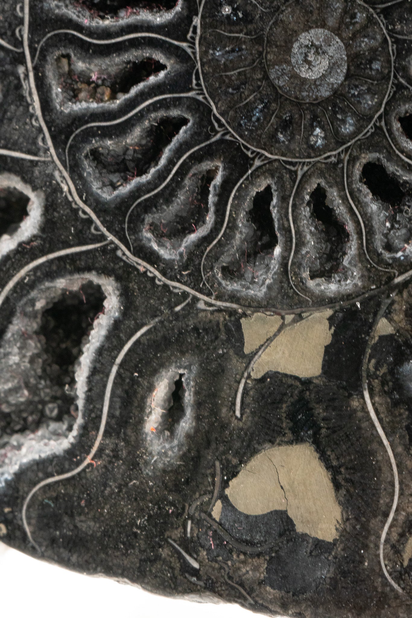 Black Ammonite Slice - Madagascar