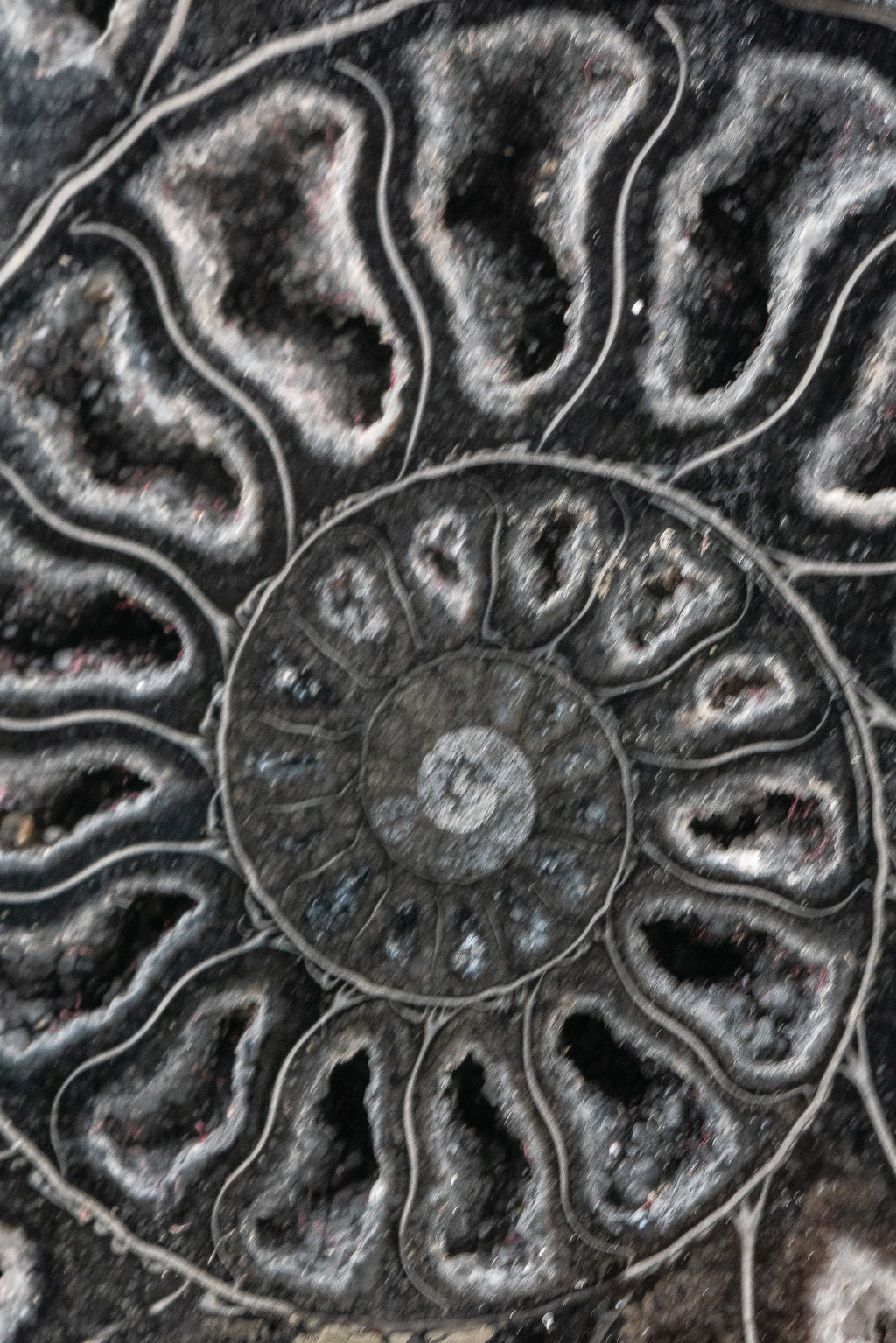 Black Ammonite Slice - Madagascar