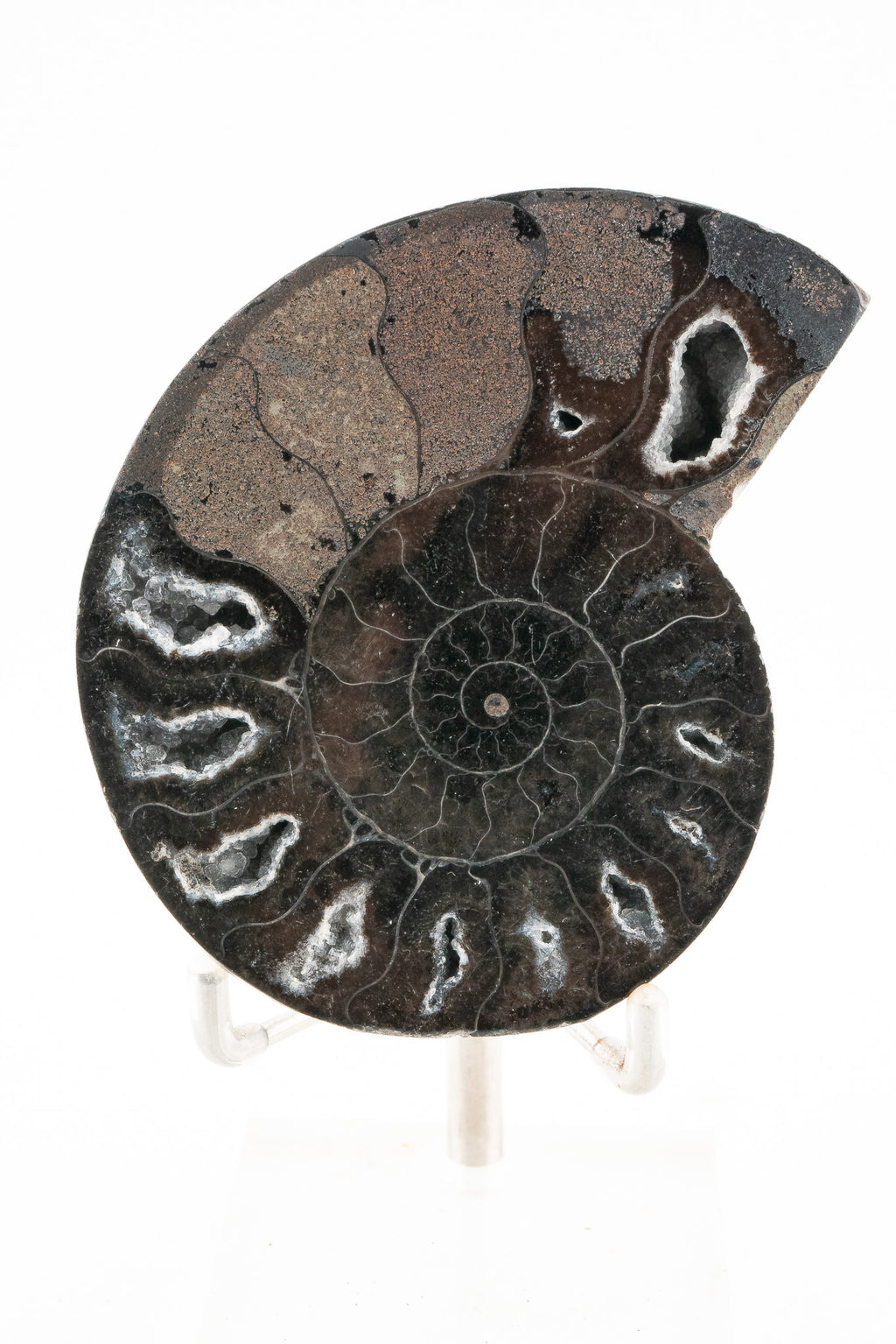 Black Ammonite Slice - Madagascar