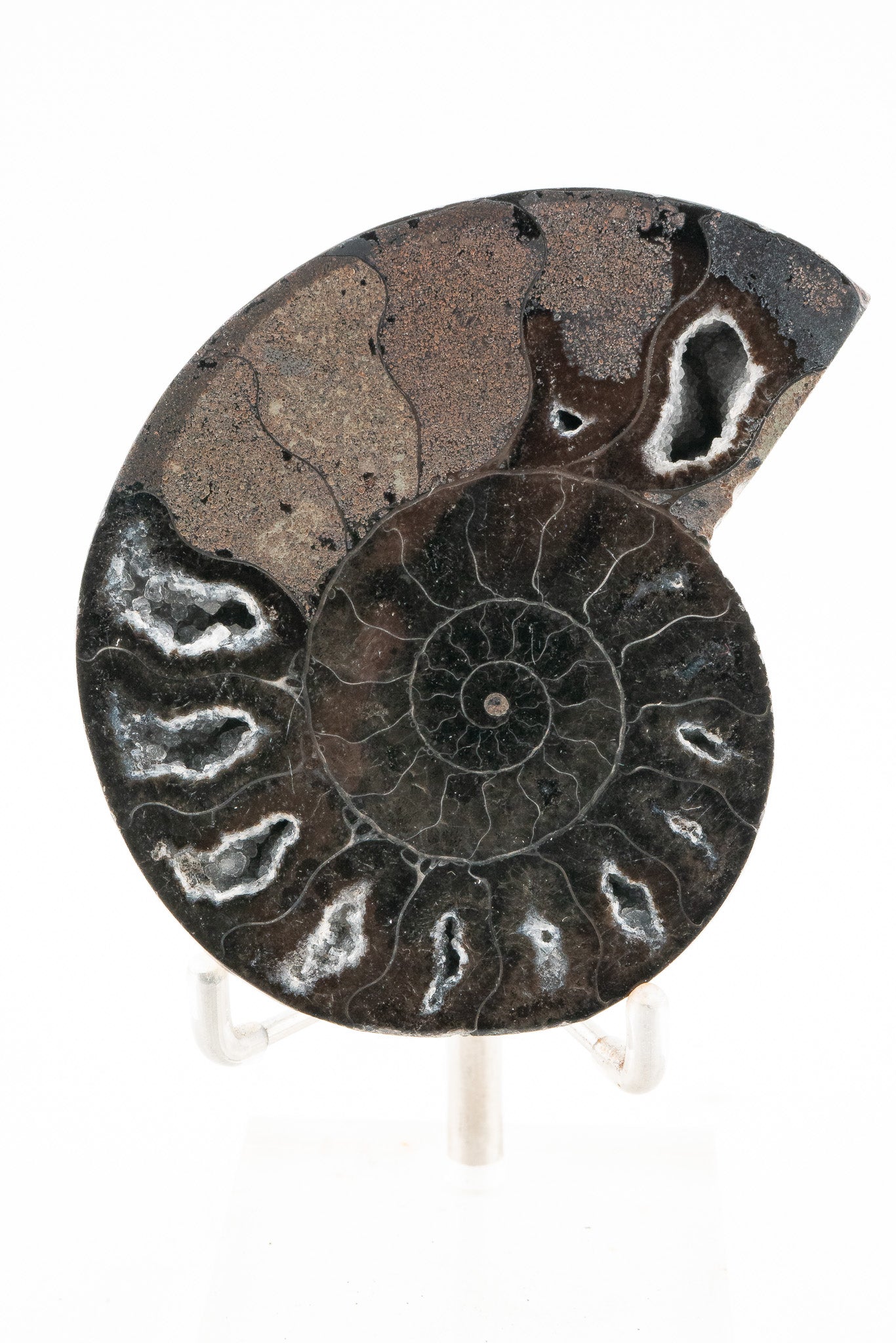 Black Ammonite Slice - Madagascar
