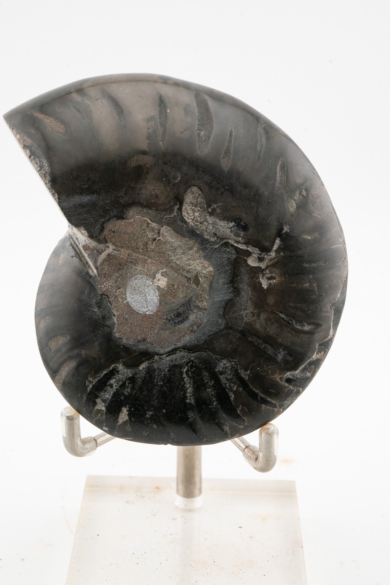 Black Ammonite Slice - Madagascar