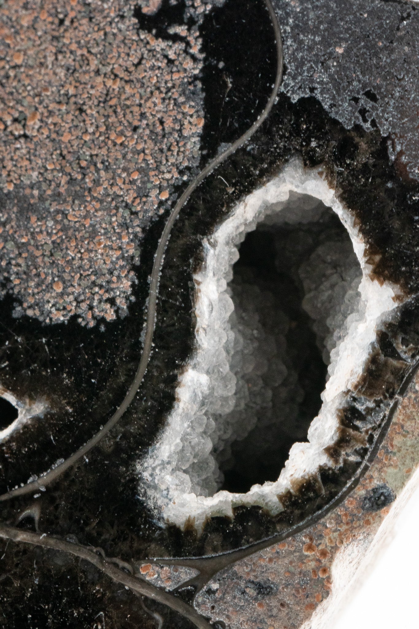 Black Ammonite Slice - Madagascar
